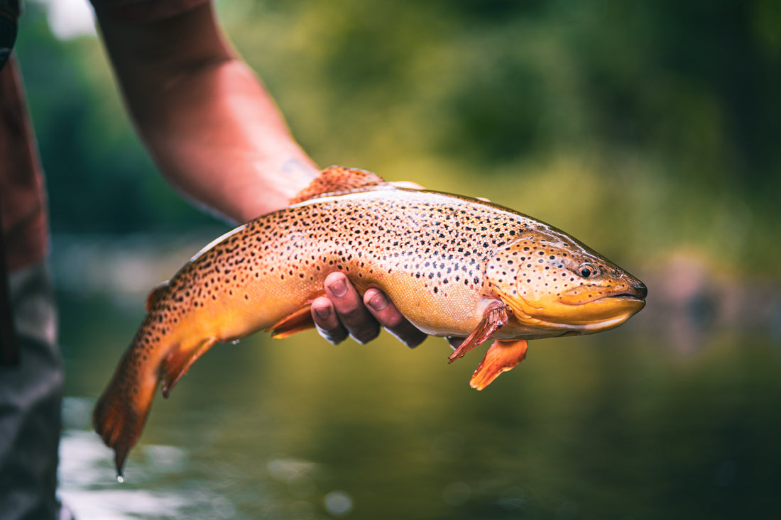 Fly Fishing Terminology