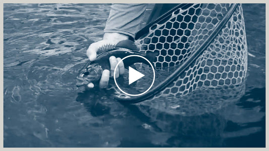 How to Handle & Release Fish