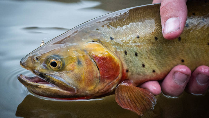 How To Know Where In The Water Column Trout Are Feeding